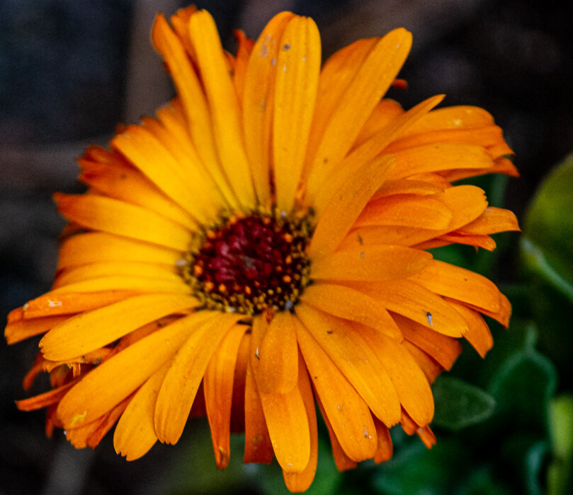 Календула - Светлана SvetNika17 Календула - Светлана SvetNika17