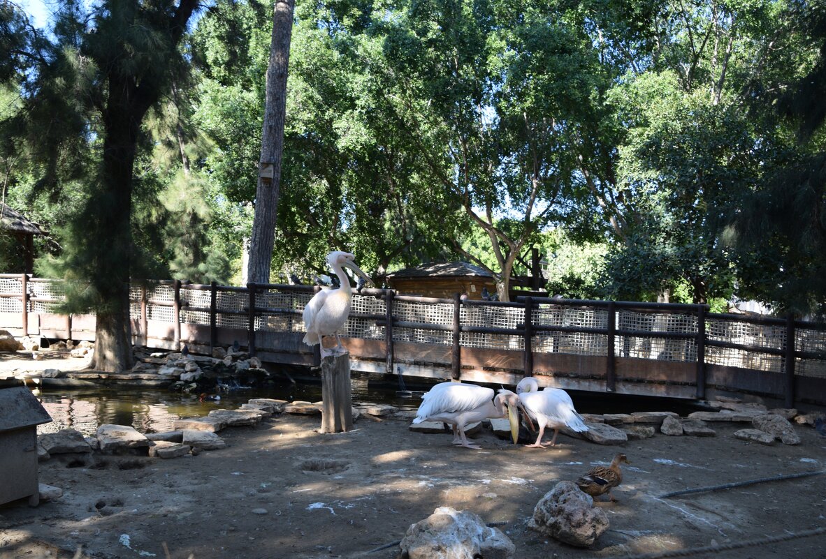 Всё под контролем - Oleg4618 Шутченко