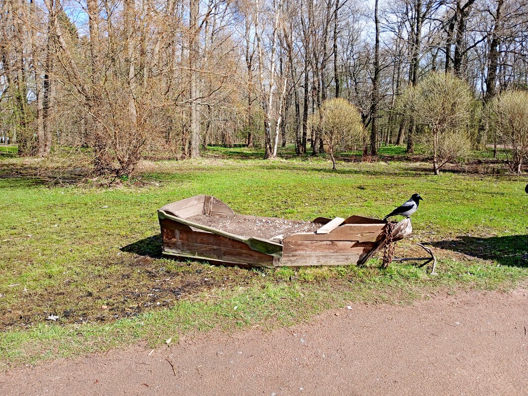 Одинокая ворона. - Лия ☼ Одинокая ворона. - Лия ☼