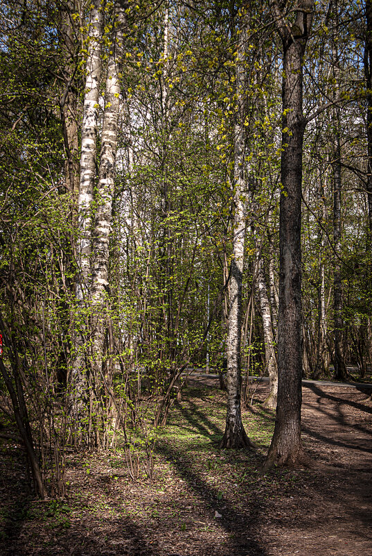В лесопарке - Владимир Кроливец