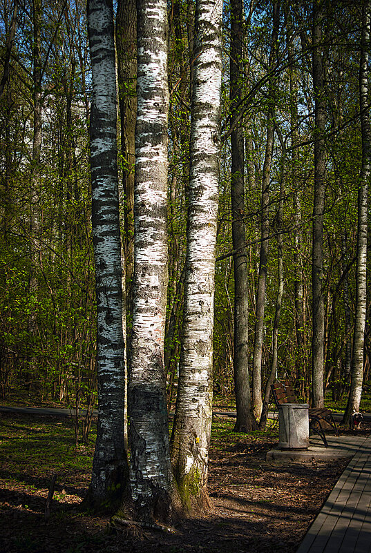 Фотозарисовка в лесопарке - Владимир Кроливец Фотозарисовка в лесопарке - Владимир Кроливец