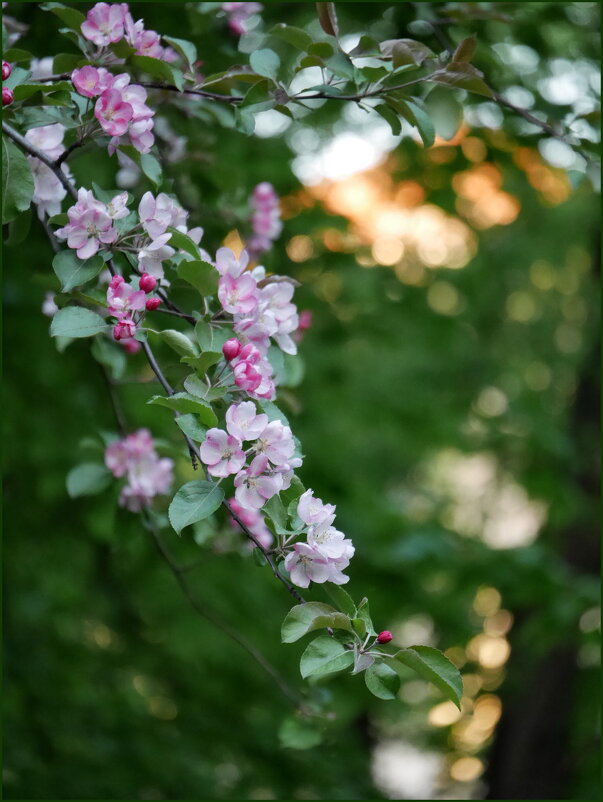 Весенний вечер - Наталья Rosenwasser