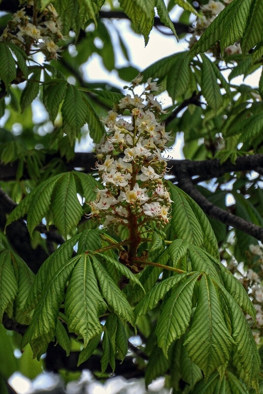 Каштаны цветут - Татьяна Машошина