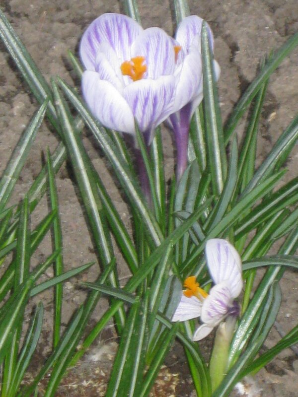 Крокус весенний - Дмитрий Никитин