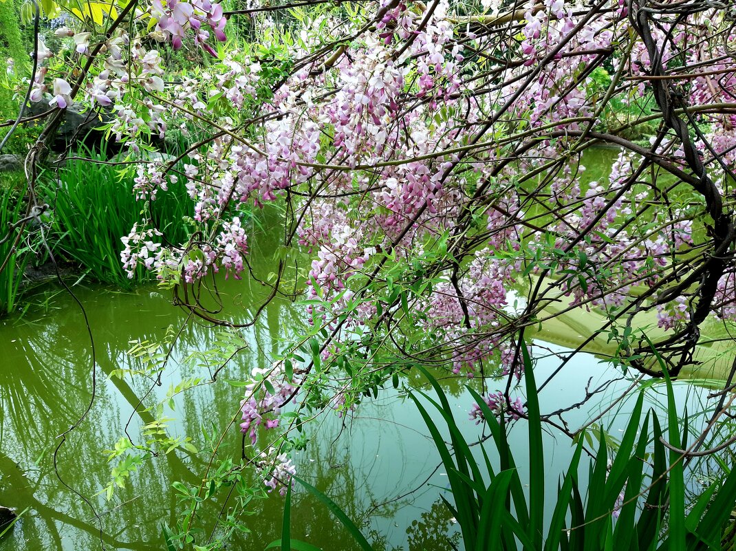 Глициния - Tata Wolf Глициния - Tata Wolf