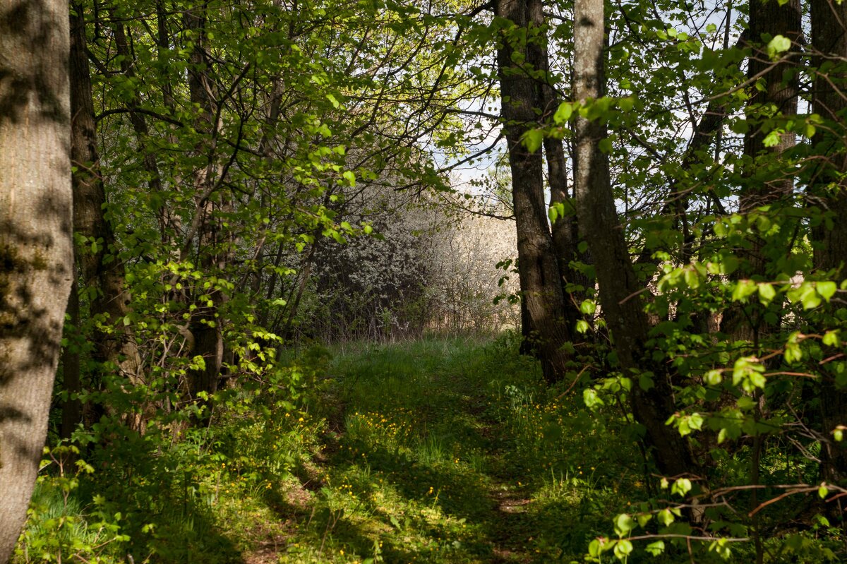 Весенняя тропа - Дмитрий Ряховский