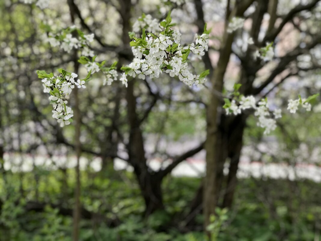 Город окутался вишневым цветом - Любовь Город окутался вишневым цветом - Любовь