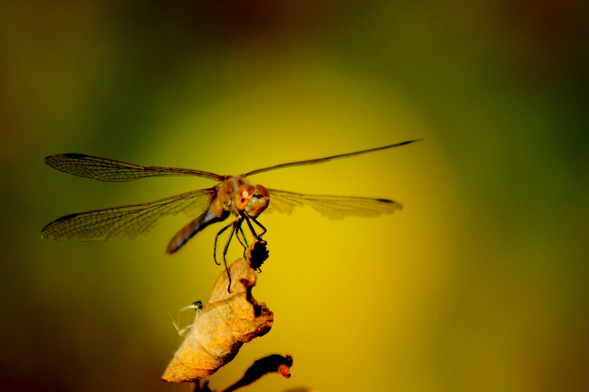 немного про стрекоз 12 - Александр Прокудин