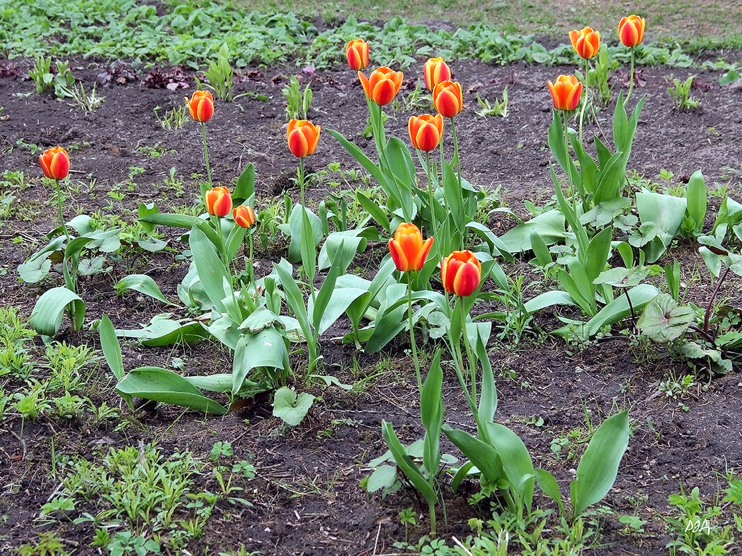 Тюльпаны. - Роланд Дубровский Тюльпаны. - Роланд Дубровский