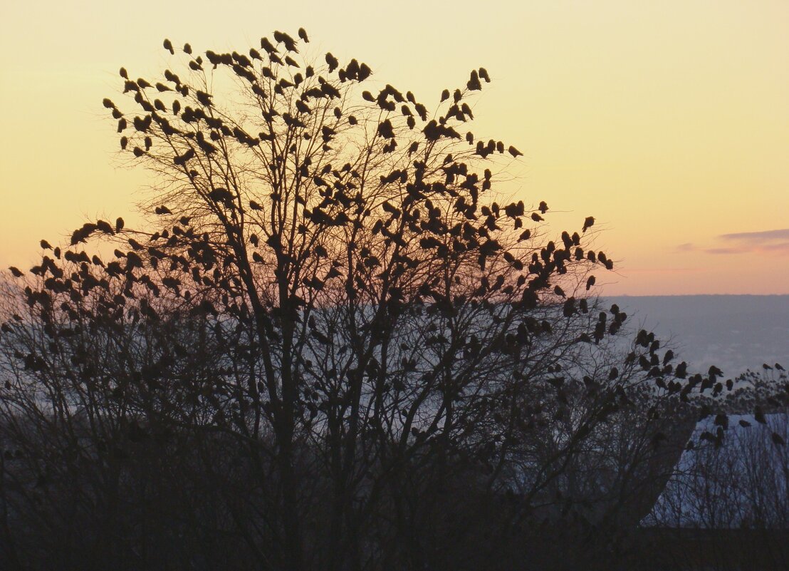 "Как обугленные груши, С деревьев тысячи грачей Сорвутся в лужи и обрушат Сухую грусть на дно о - Syntaxist (Светлана) "Как обугленные груши, С деревьев тысячи грачей Сорвутся в лужи и обрушат Сухую грусть на дно о - Syntaxist (Светлана)