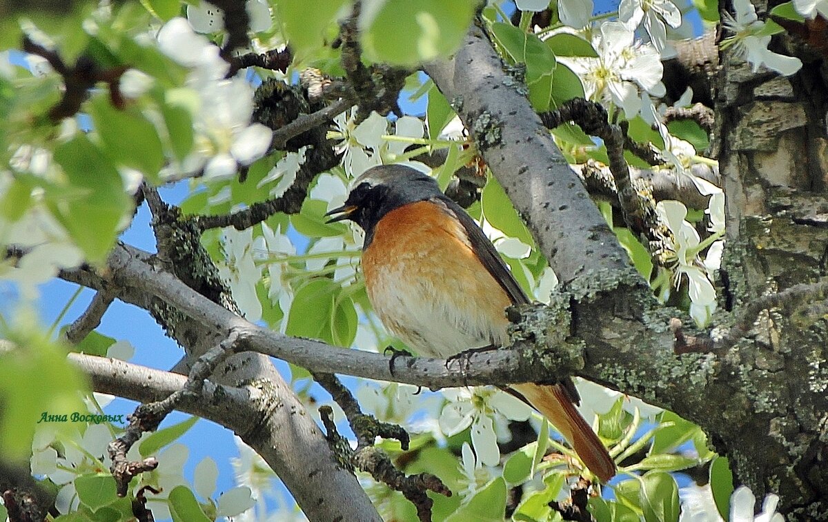 Горихвостка. - Восковых Анна Васильевна Горихвостка. - Восковых Анна Васильевна