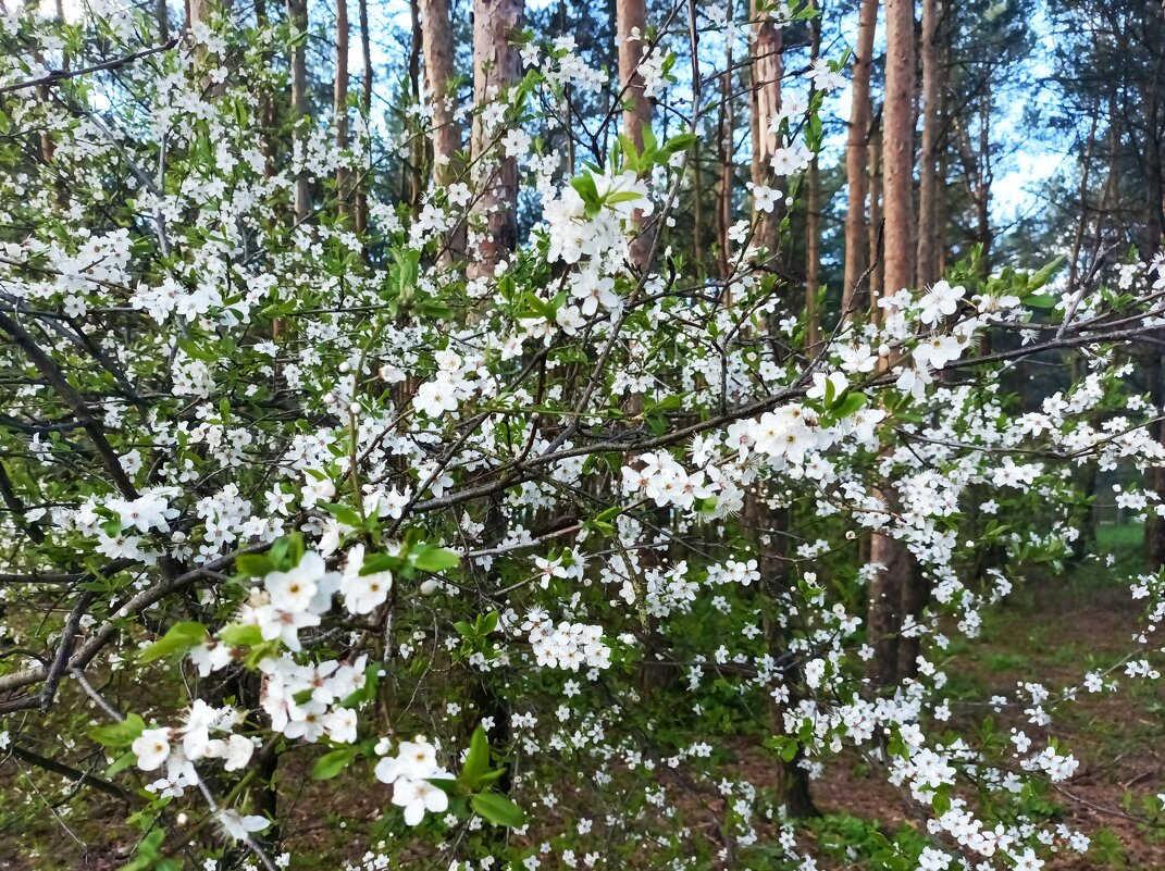 Зацвела вишня - Veera V Зацвела вишня - Veera V
