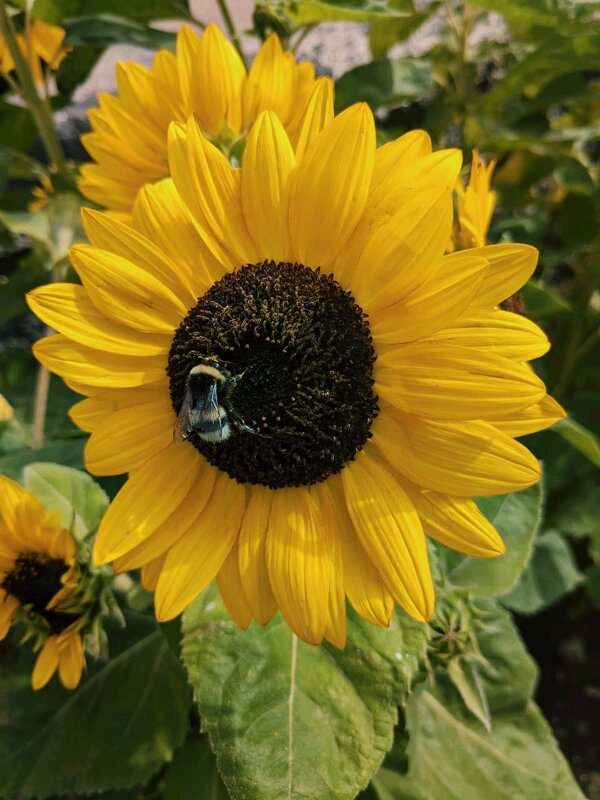 Подсолнух - Георгиевич 