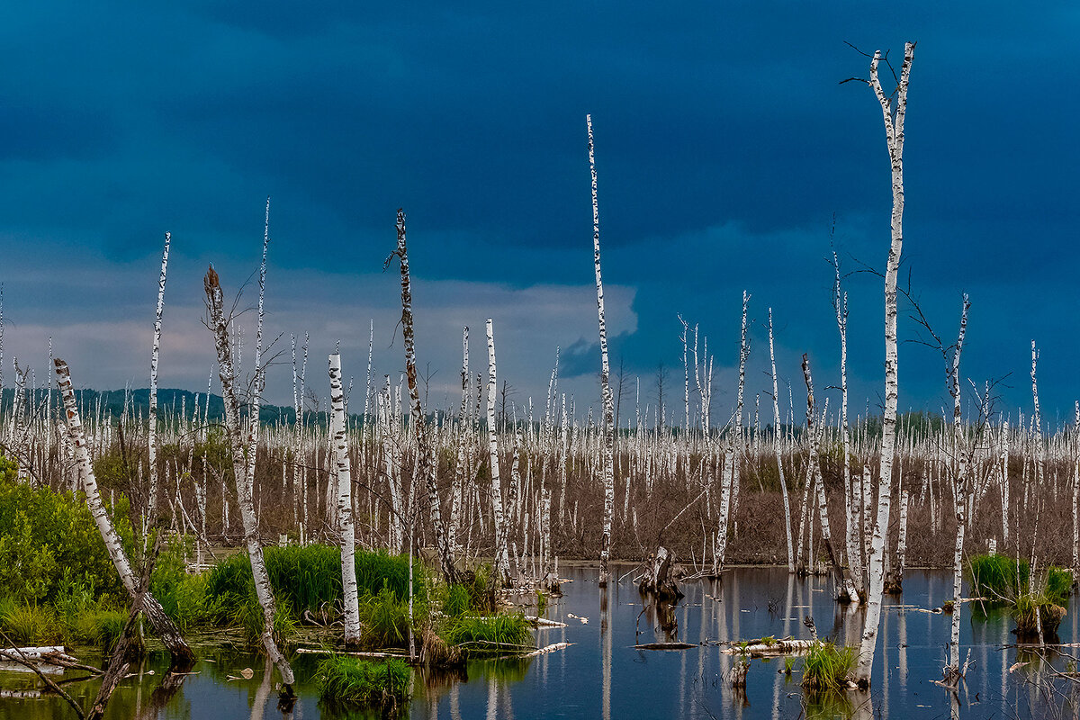 На болотах. - Евгений Голубев