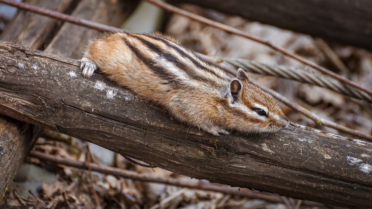 Красота природы: бурундук. - Вадим Басов Красота природы: бурундук. - Вадим Басов