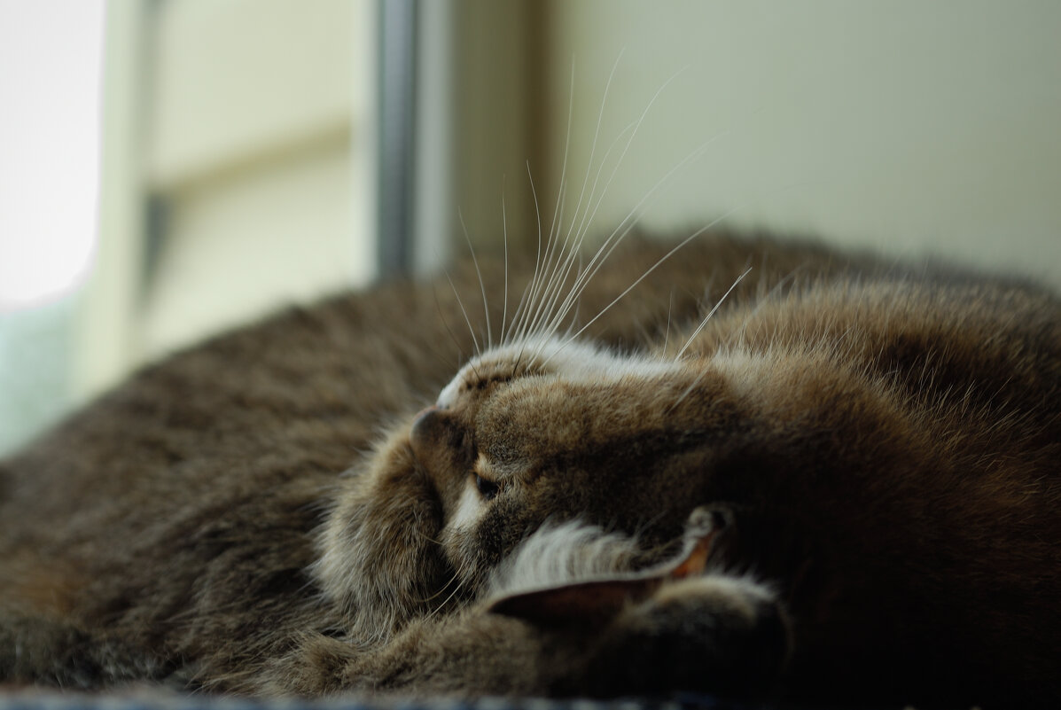 Сонное настроение от Чики - Referee (Дмитрий) Сонное настроение от Чики - Referee (Дмитрий)