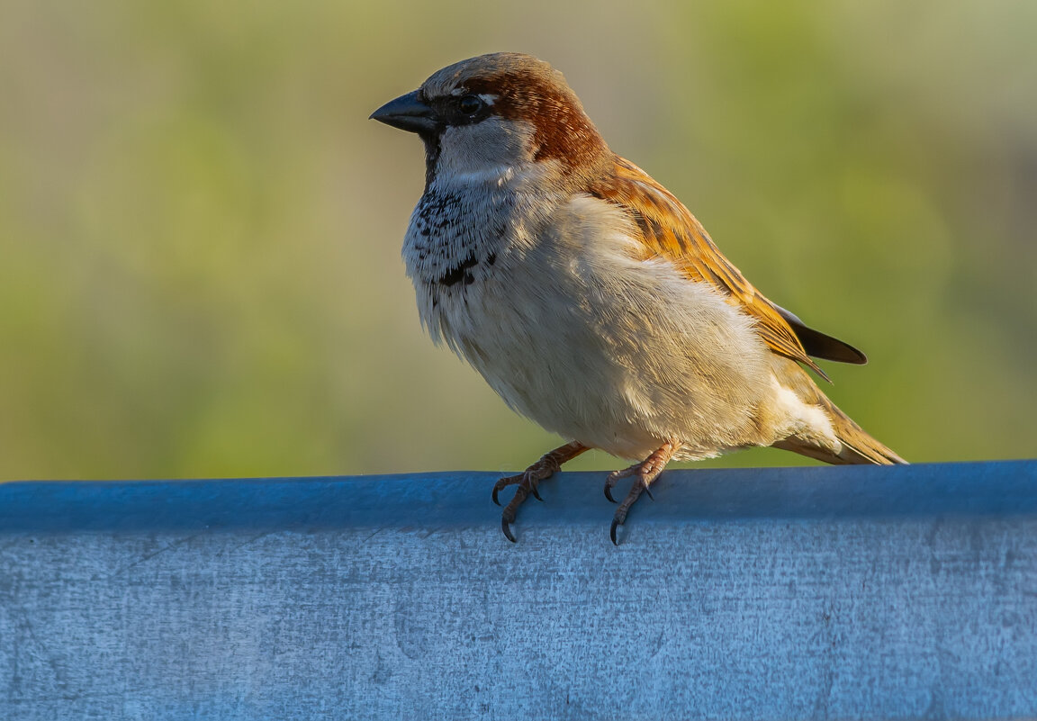 ** - Виталий Емельянов ** - Виталий Емельянов