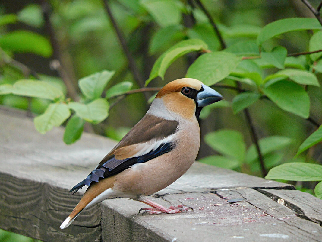 Дубонос - Лина Дубонос - Лина