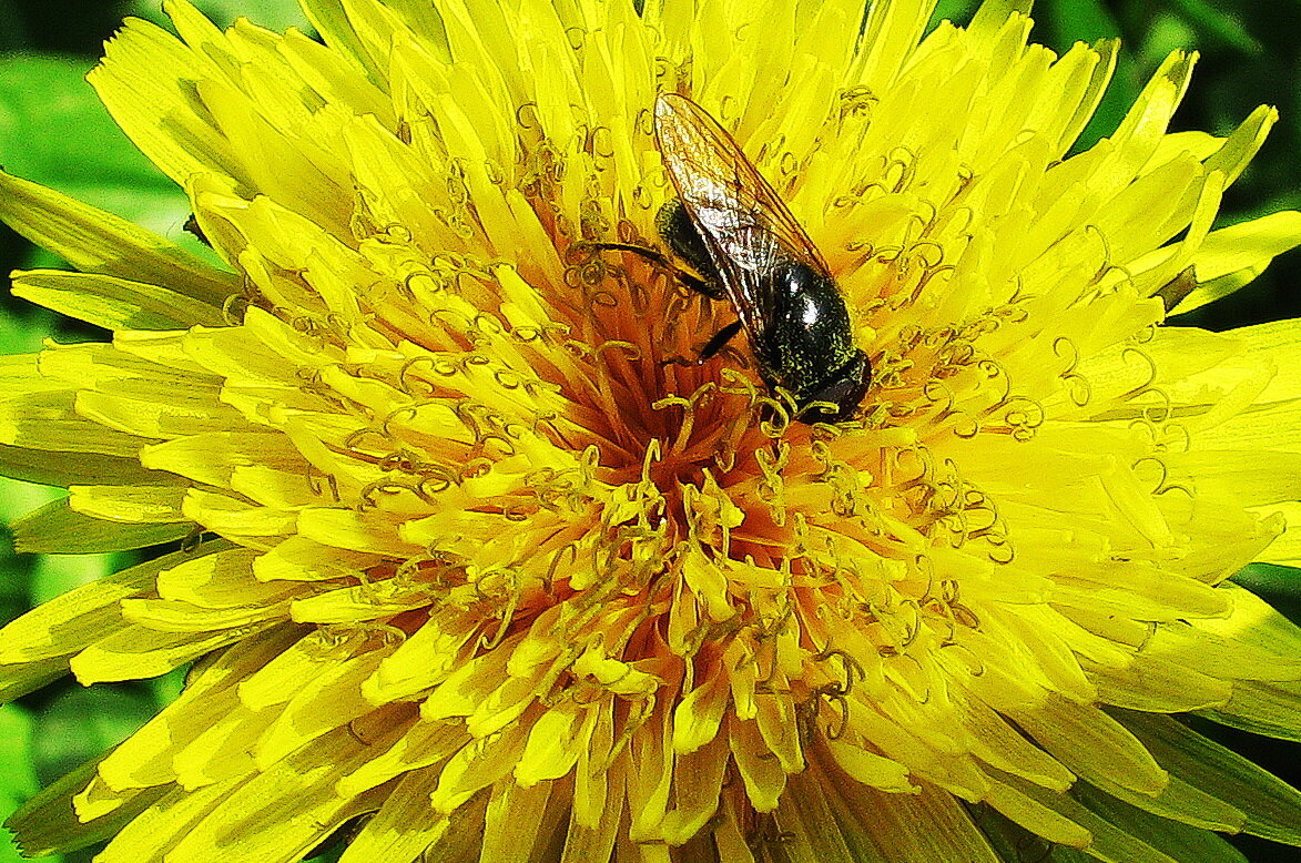 Наслаждение - Людмила Смородинская Наслаждение - Людмила Смородинская