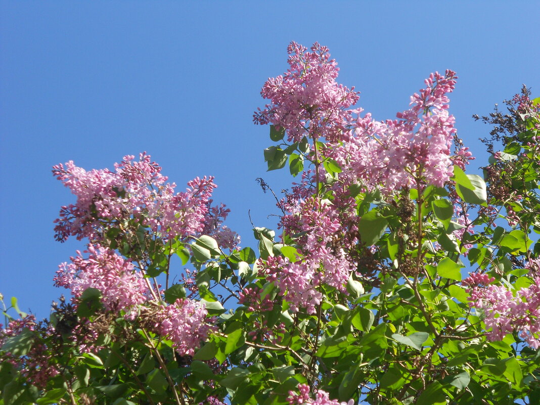 конец апреля - Елена Шаламова