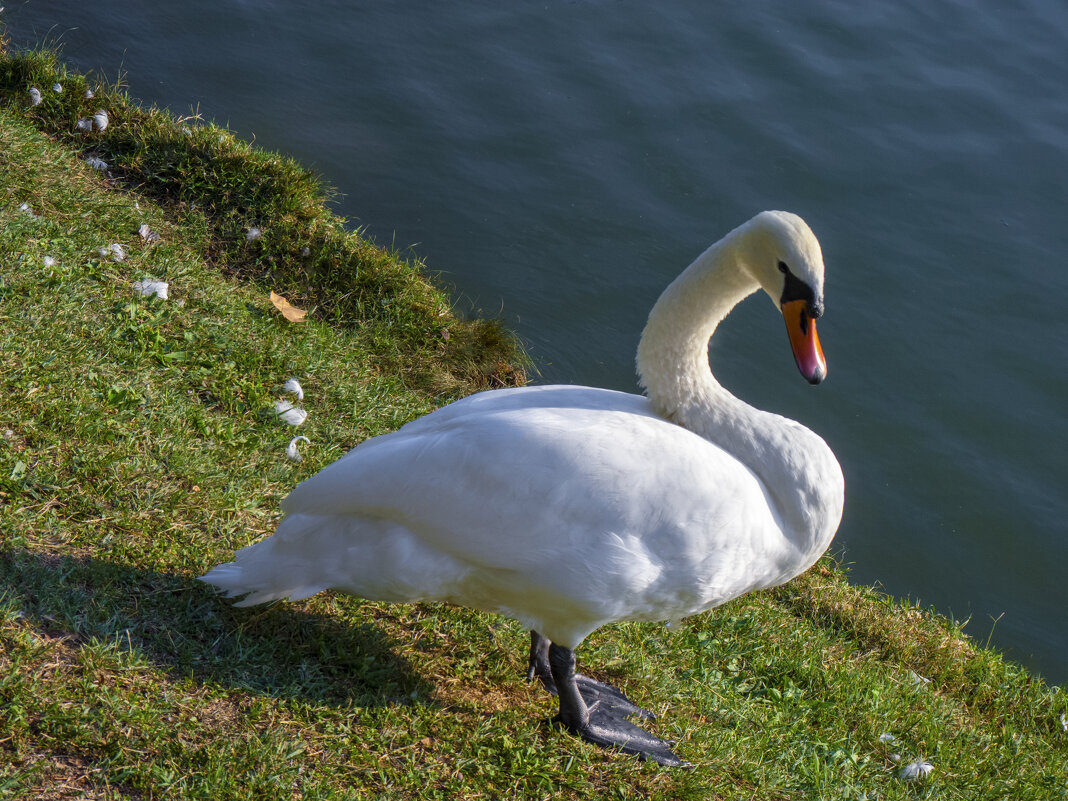 Лебеди  Гагаринского  парка - Валентин Семчишин