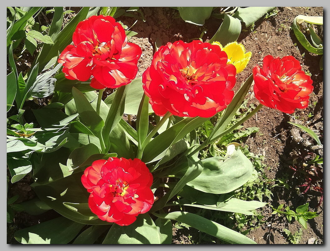 Краса весны. - Ольга Довженко