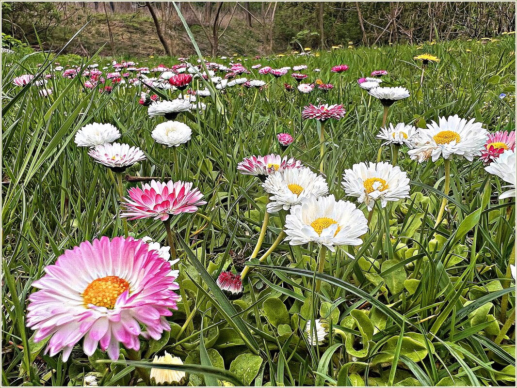 Апрельский этюд. - Валерия Комова Апрельский этюд. - Валерия Комова