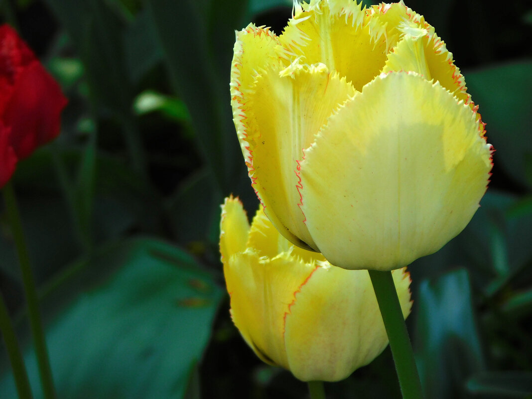 Желтые тюльпаны - Наиля 