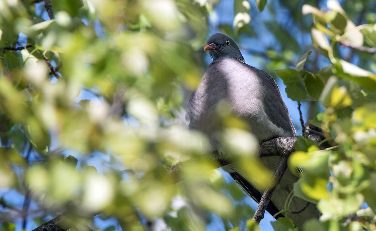 Горлица. - Владимир Безбородов Горлица. - Владимир Безбородов