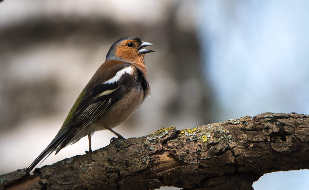 Зяблик. - Владимир Безбородов