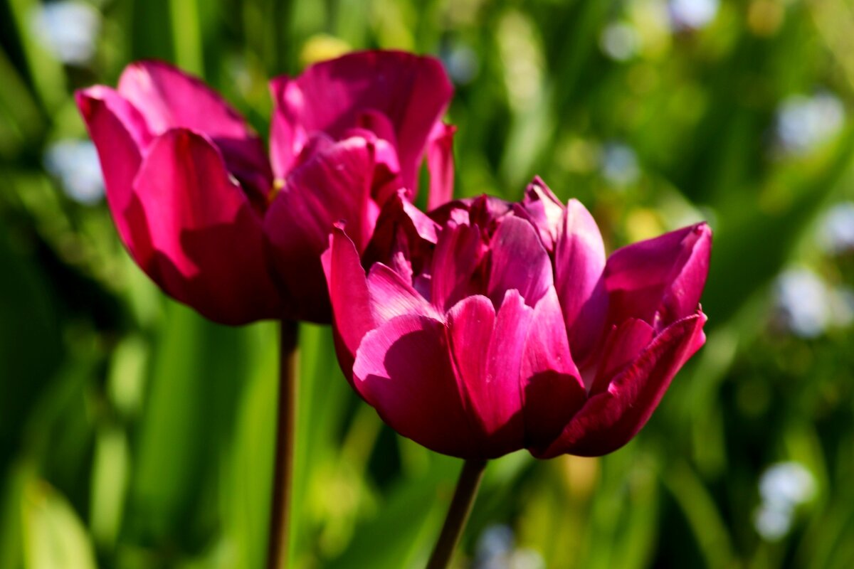 Доброе утро - Юрий. Шмаков