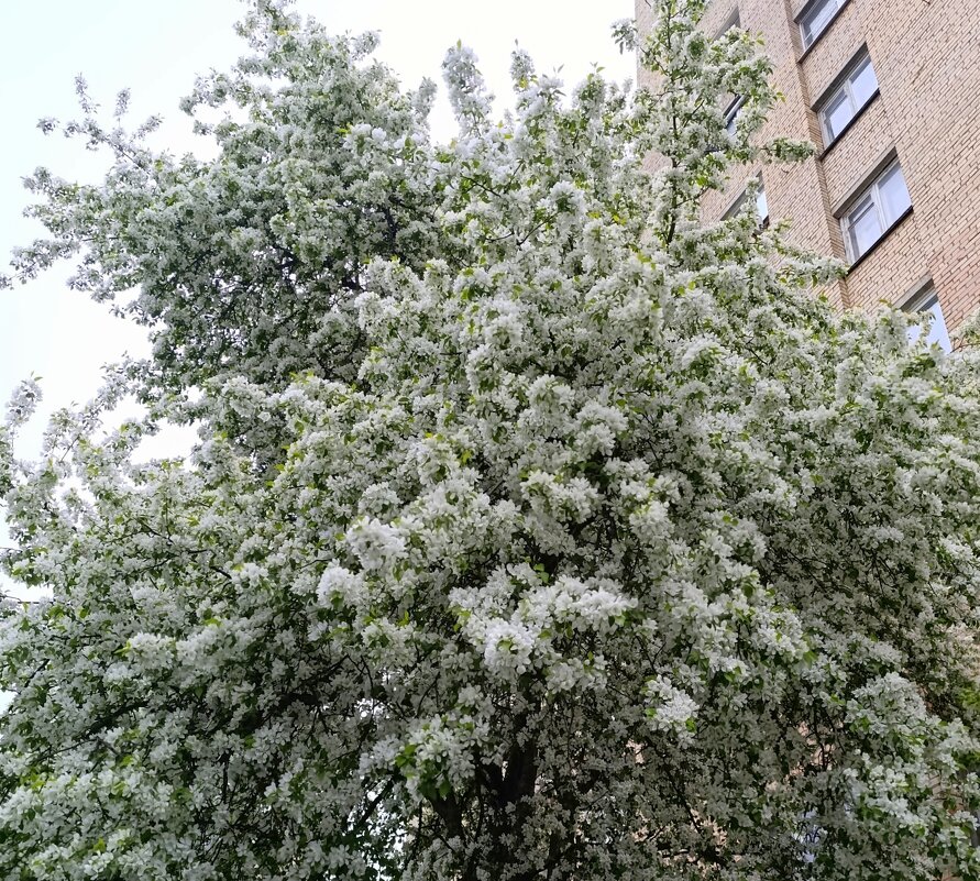 яблоня дикая. - tatiana 