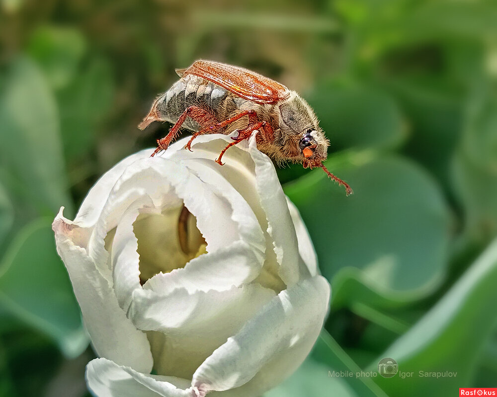 Хрущ и белый тюльпан - Игорь Сарапулов