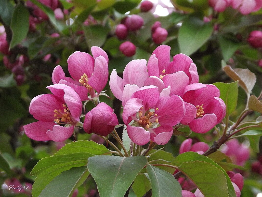 Яблоня цветёт роскошным цветом, предвкушая встречу с тёплым летом… - Freddy 97 Яблоня цветёт роскошным цветом, предвкушая встречу с тёплым летом… - Freddy 97