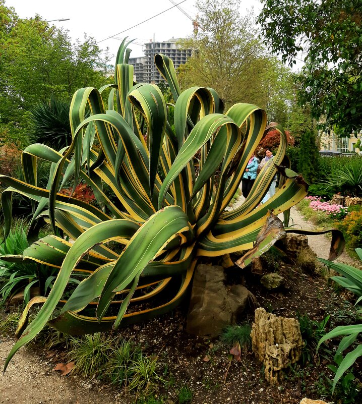 Агава американская - Tata Wolf Агава американская - Tata Wolf