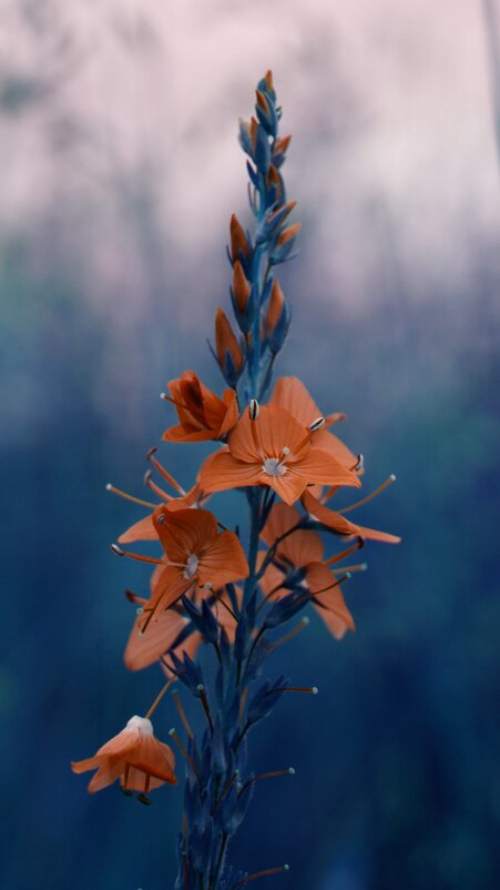 Архивное - Варвара Высоцкая