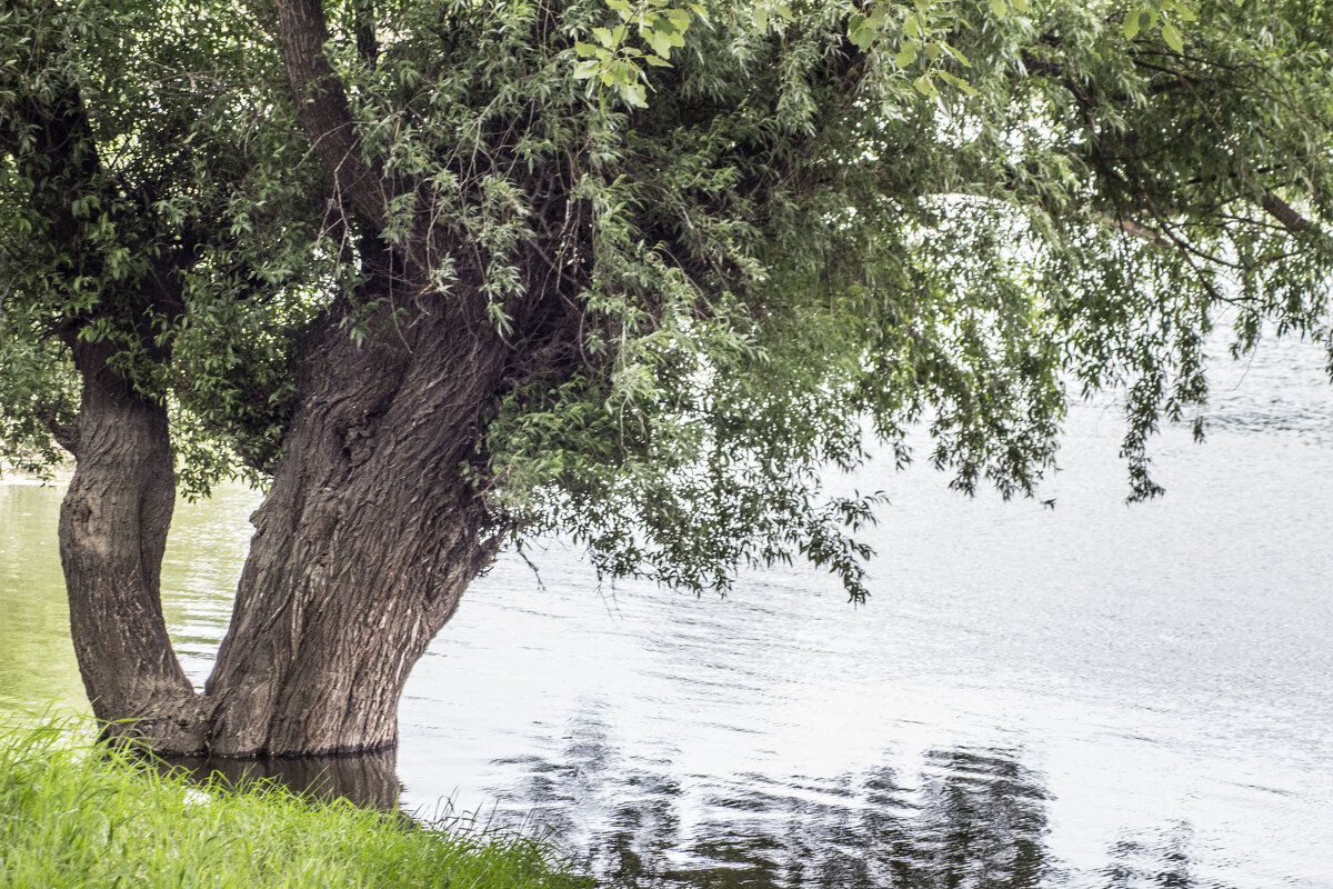 Подтопленая Ивушка & благодать - Коля Лукашов Подтопленая Ивушка & благодать - Коля Лукашов