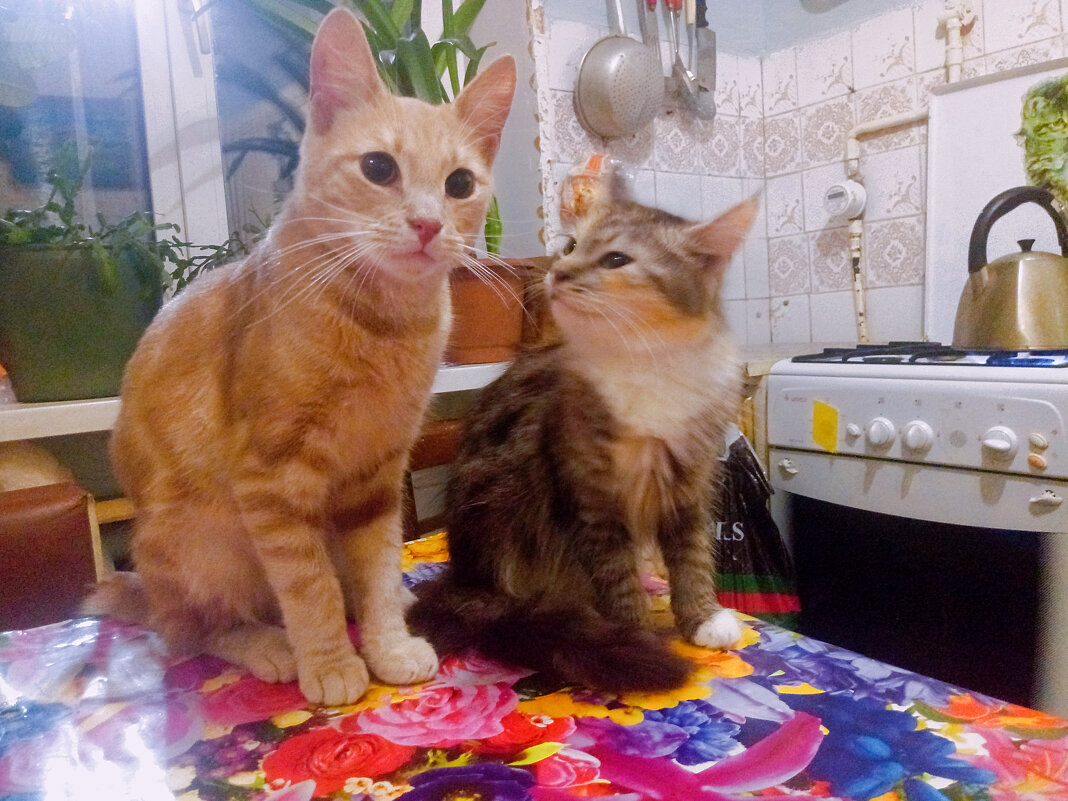 Сладкая парочка - Сергей Кочнев