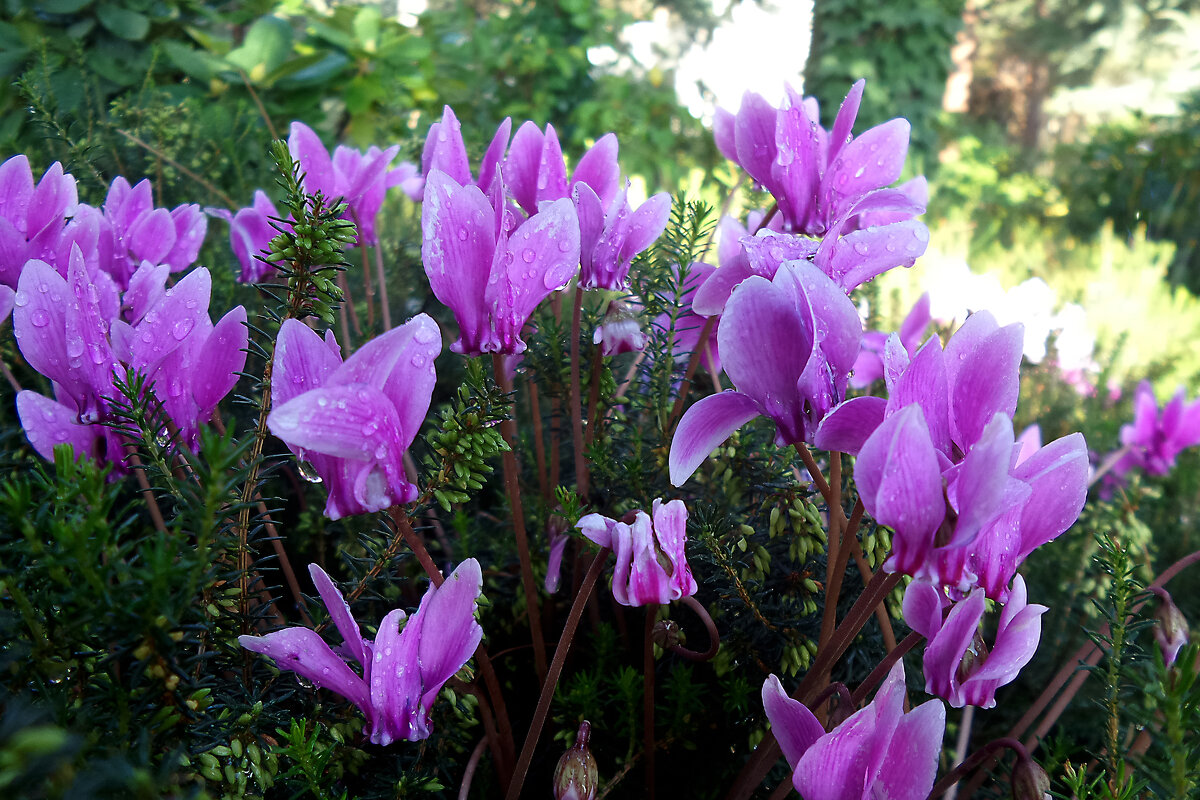 весенние цикламены - Ольга весенние цикламены - Ольга