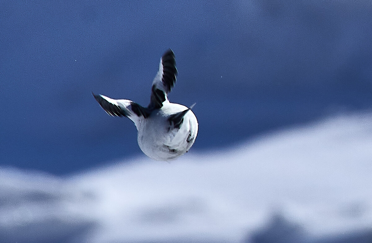 Фортуна  и её лицо - Игорь Шабалин