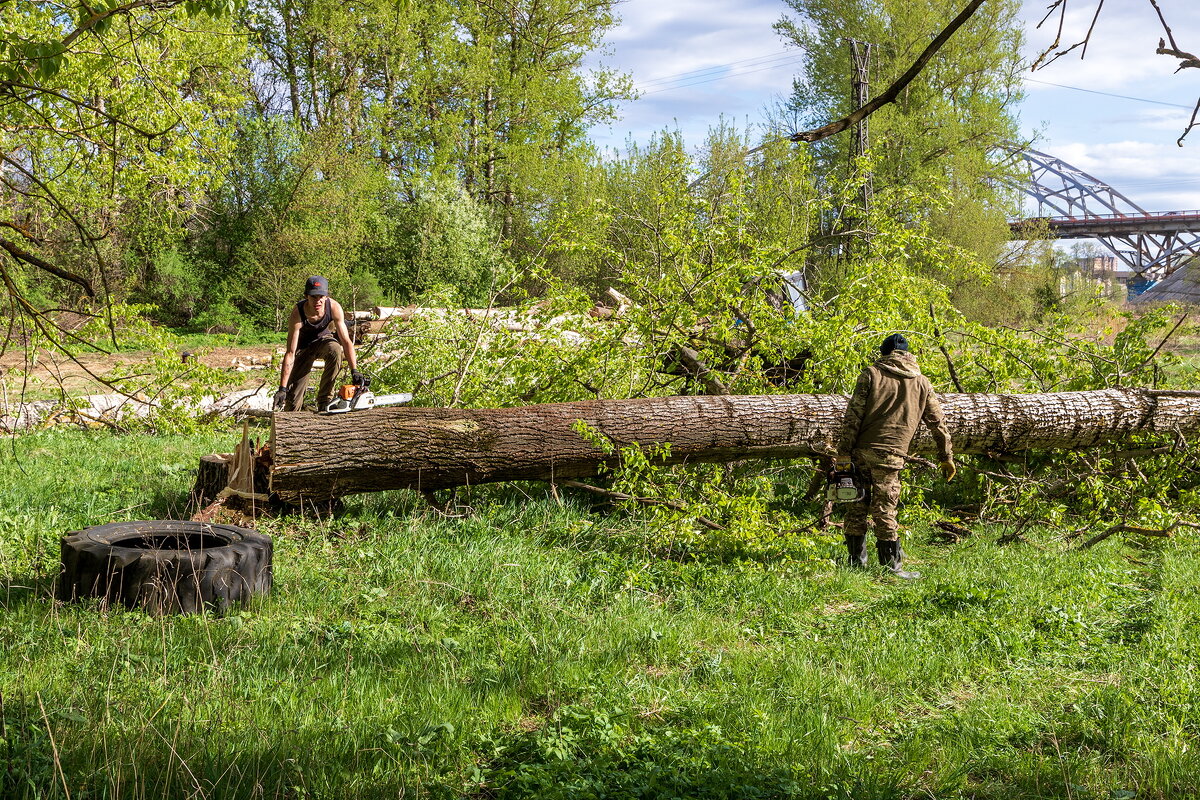 На солнечной поляночке - Анатолий. Chesnavik.