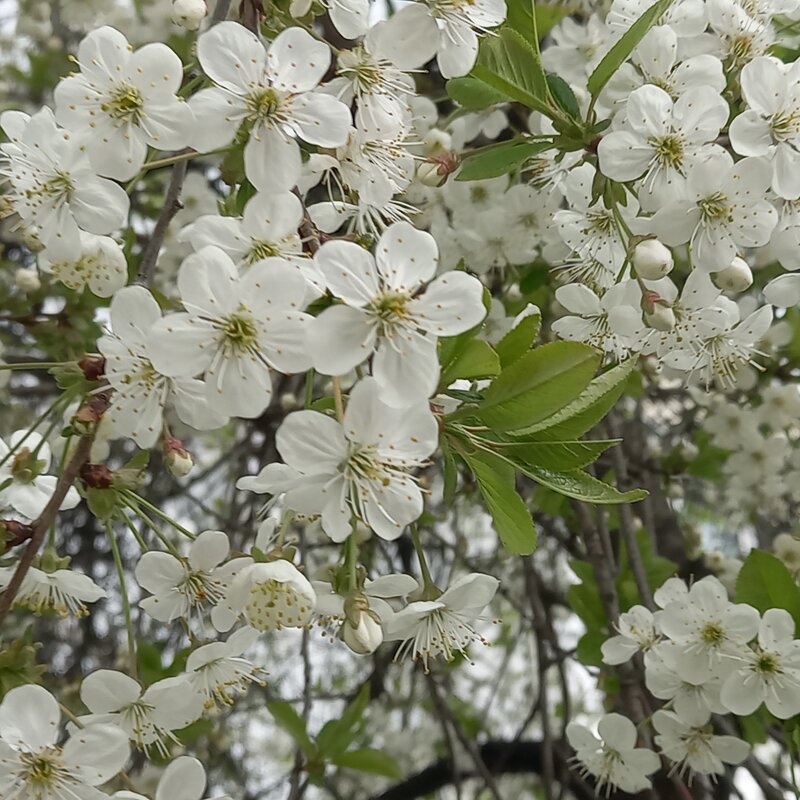 Город цветёт ! - BoxerMak Mak