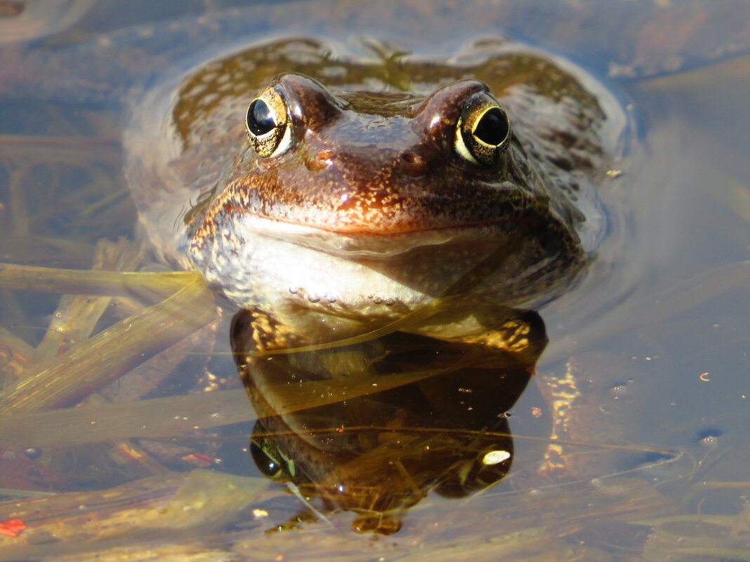 Портрет лягушки - Андрей Снегерёв Портрет лягушки - Андрей Снегерёв