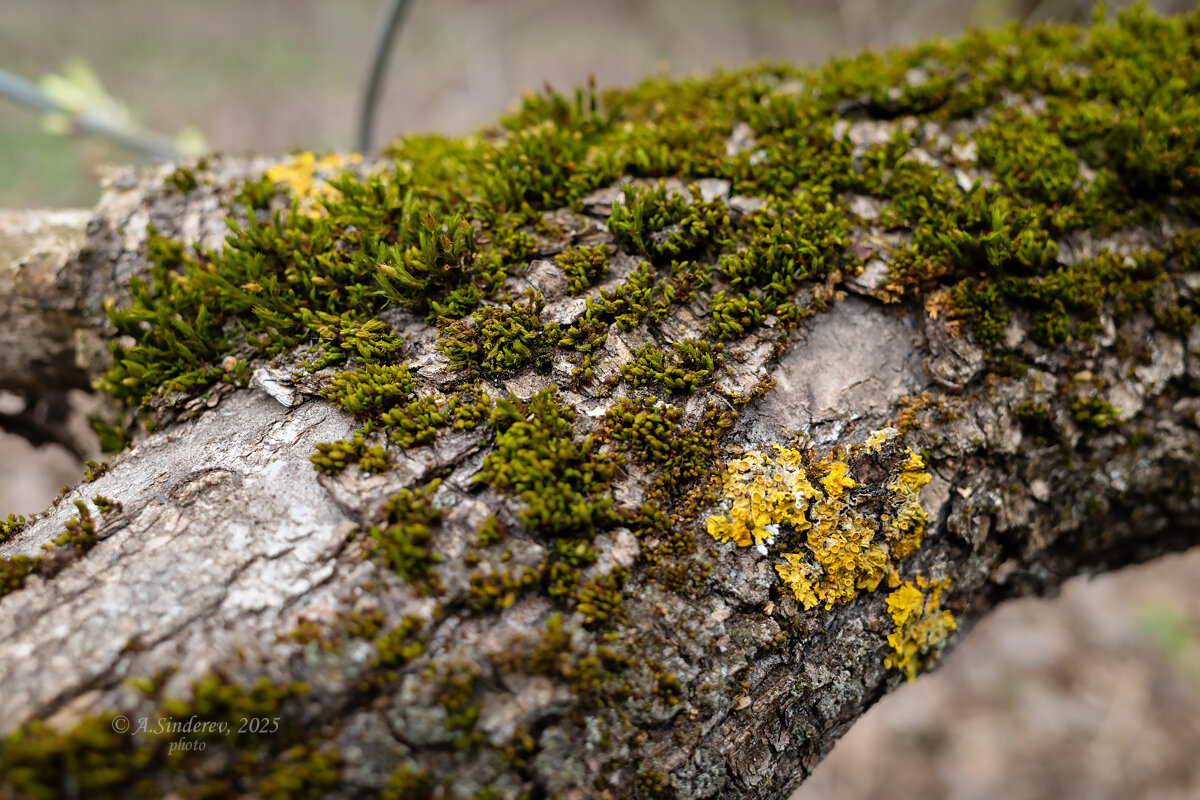 Мох на дереве - Александр Синдерёв