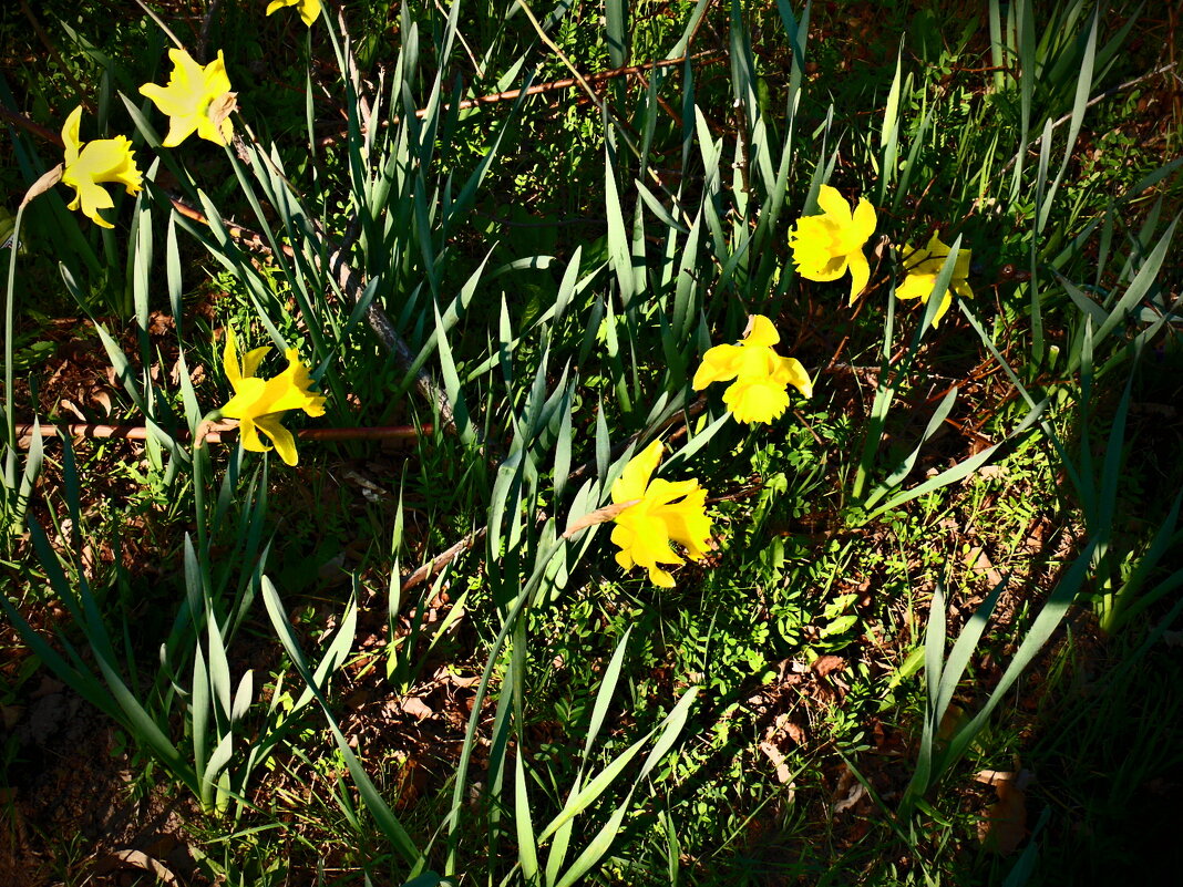 Весенние зарисовки 107 - Алексей Кузнецов