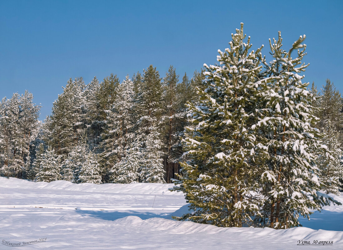 Тайга в окрестностях Ухты сегодня рано утром 30 апреля. - Николай Зиновьев
