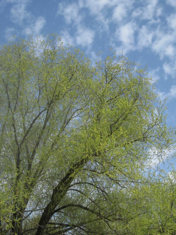 Облака и первые листочки - Дмитрий Никитин