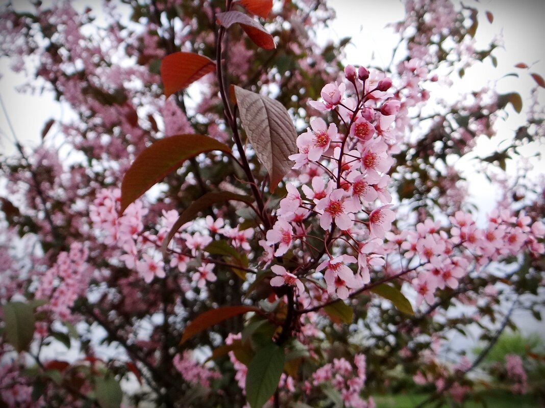 Розовая черемуха - Антонина Гугаева Розовая черемуха - Антонина Гугаева