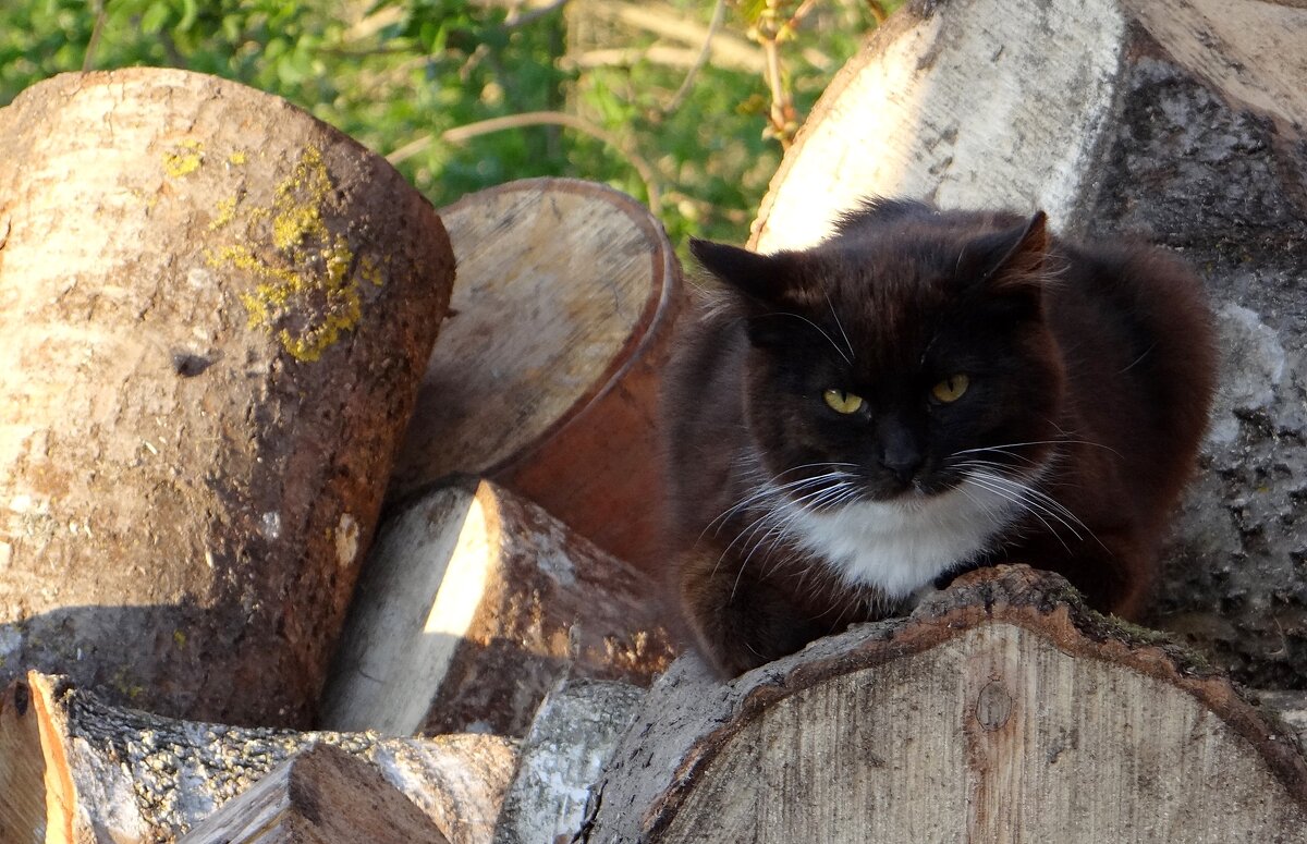 Кузьмич - Антонина Гугаева Кузьмич - Антонина Гугаева