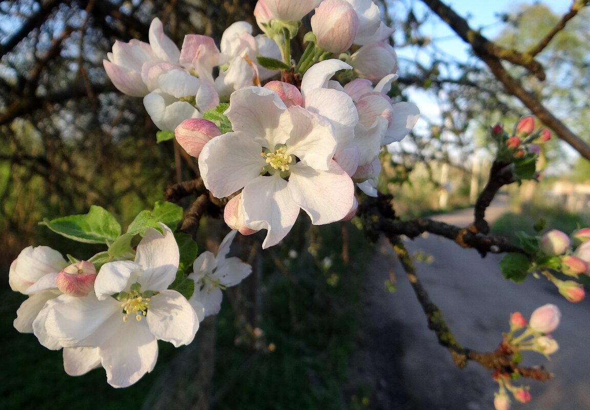 Яблонька цветет - Антонина Гугаева Яблонька цветет - Антонина Гугаева